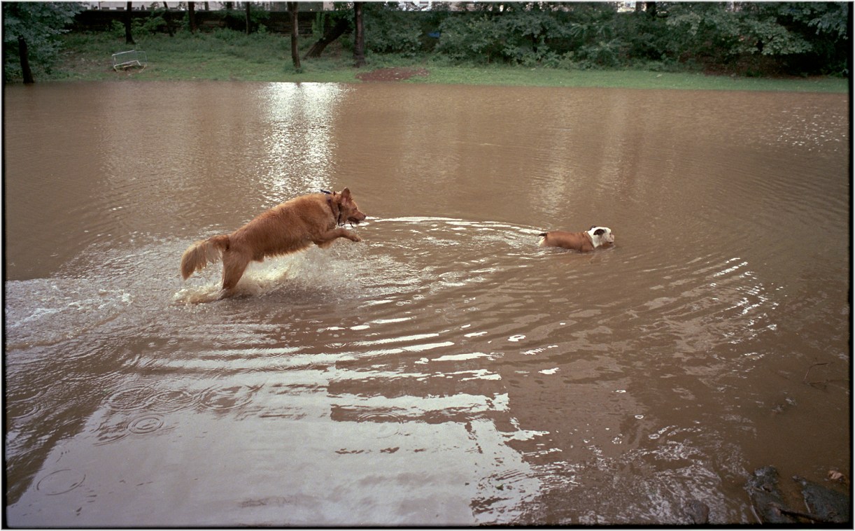 DogsSwimmingCentralPark-2011 copy
