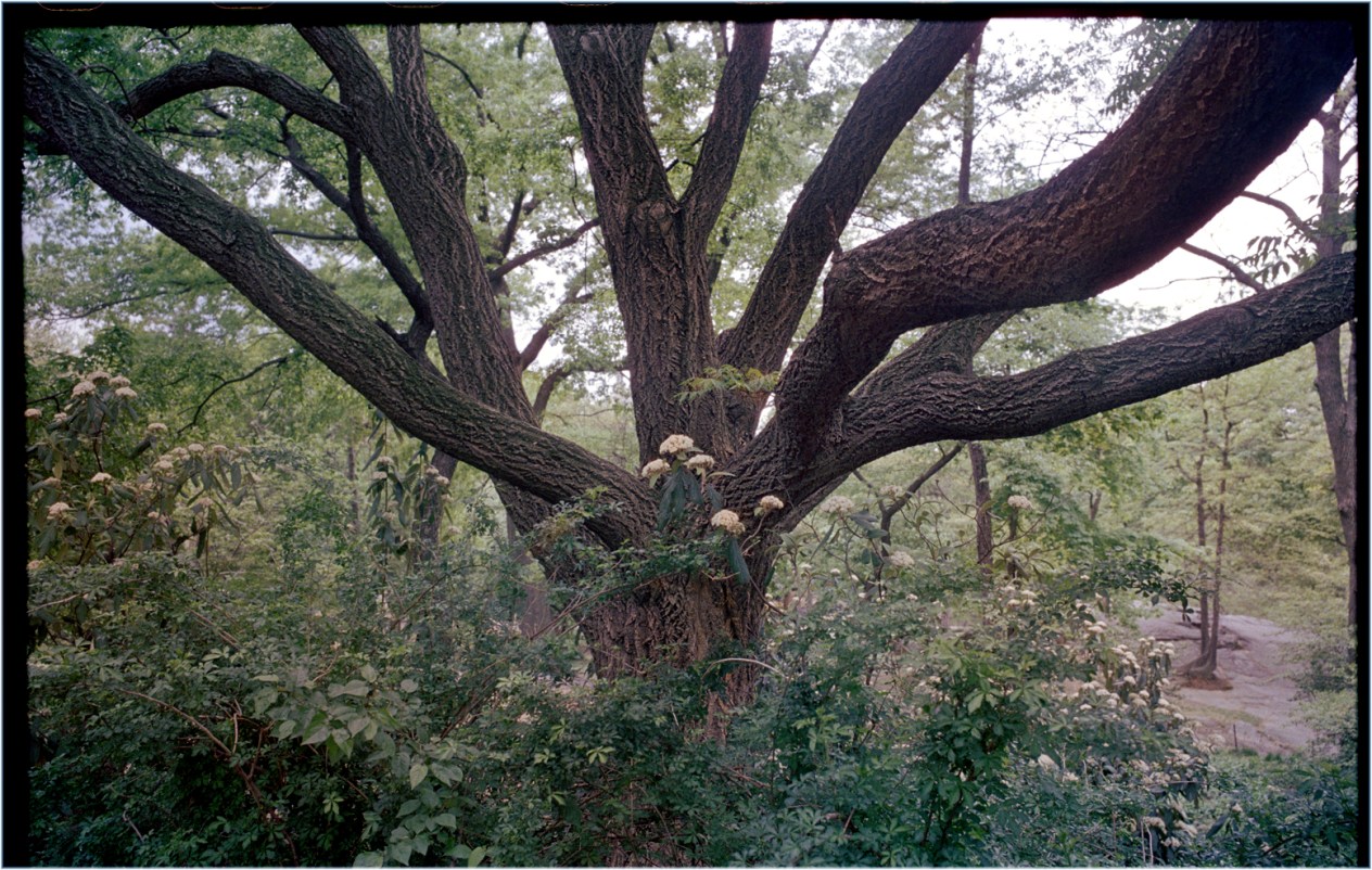 TREE-CentralPark-2012 copy