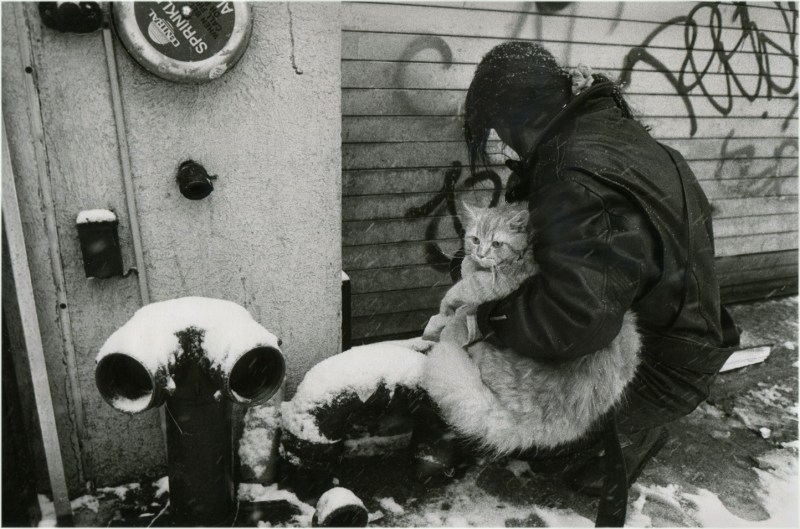 cat-snow-NYC-matt-weber