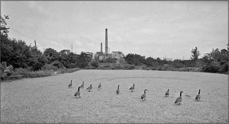 new-jersey-factory-geese
