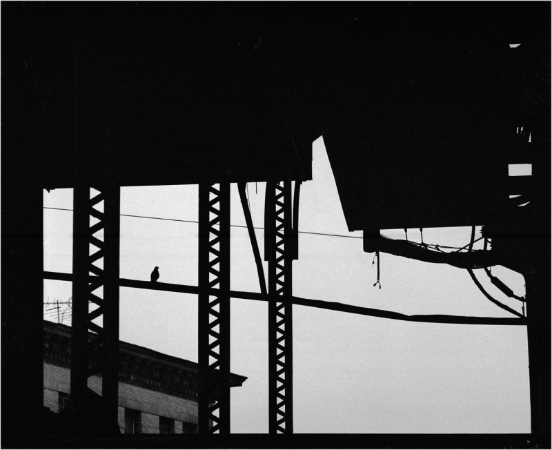 pigeon-harlem-matt-weber