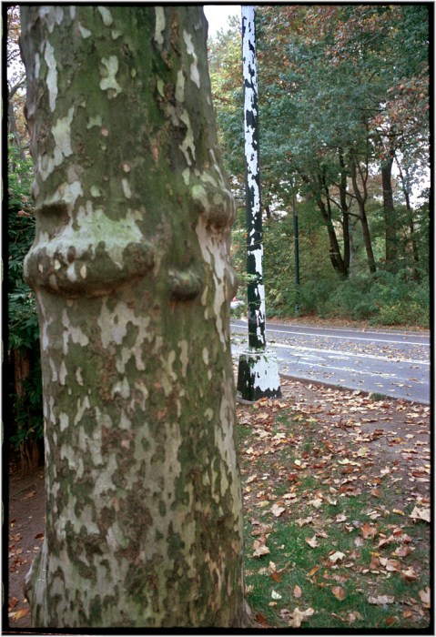 central-park-matt-weber