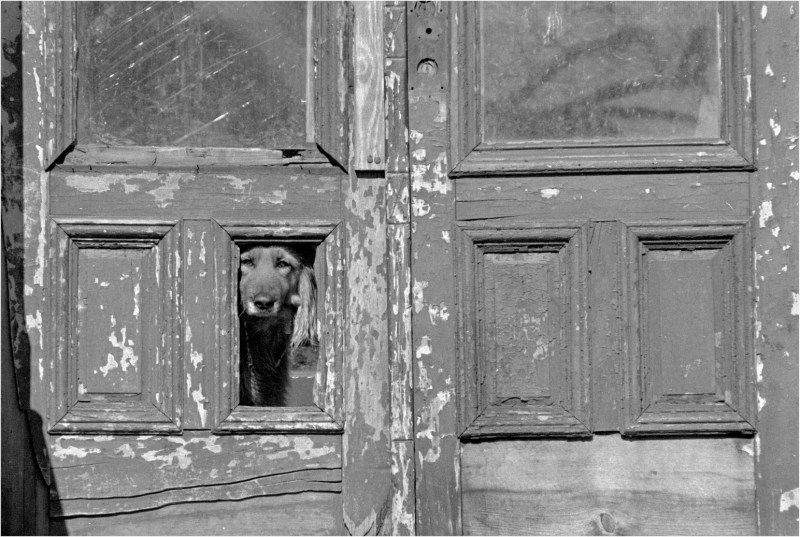 harlem-dog-matt-weber