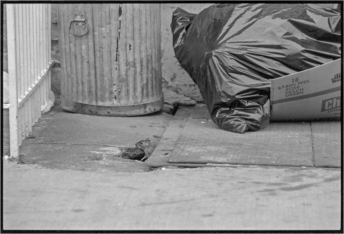 Harlem-RAT-matt-weber