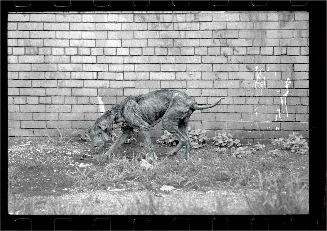 old-dog-bronx-matt-weber