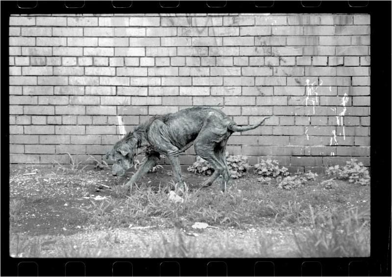 old-dog-bronx-matt-weber