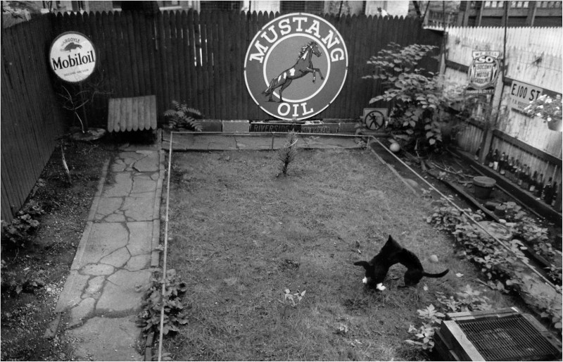 cat-fight-matt-weber