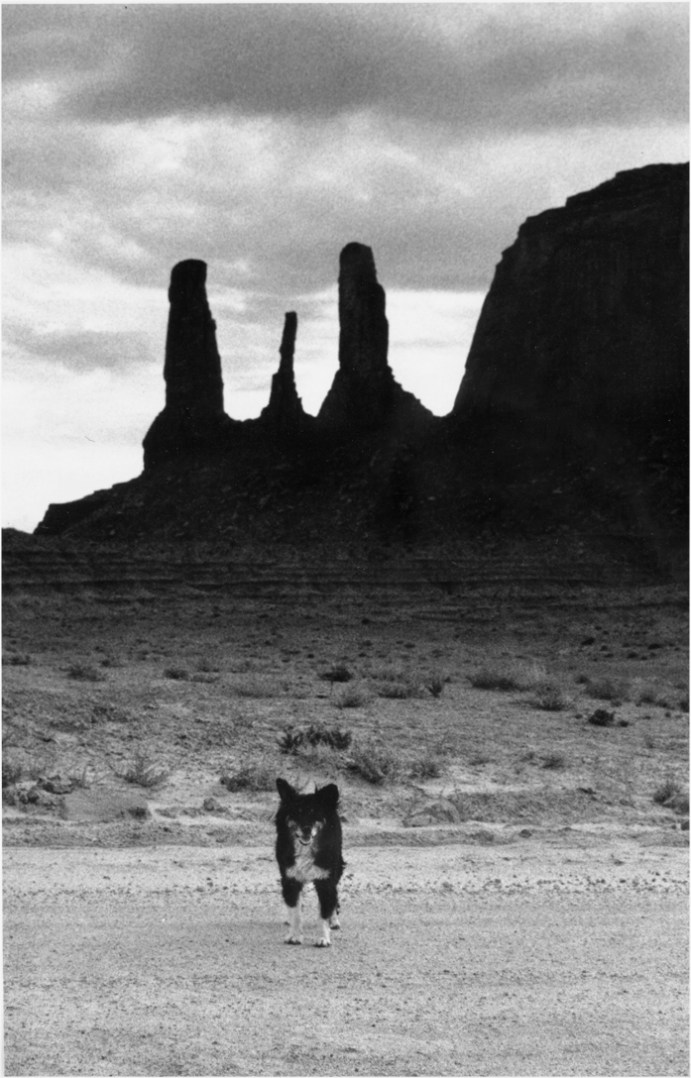 Dog-Monument-Valley-Matt-Weber