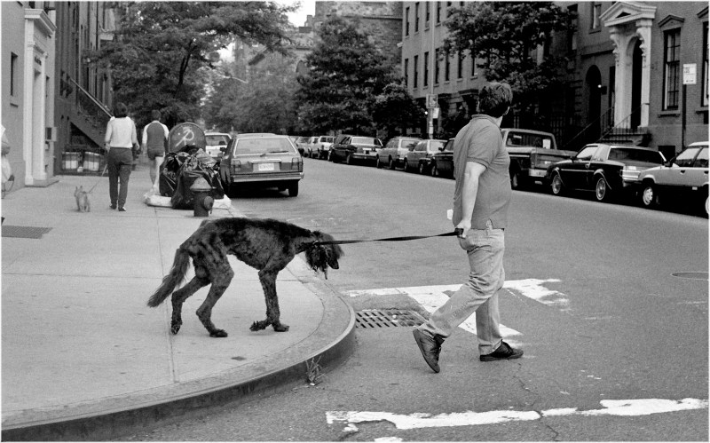 afghan-dog-matt-weber