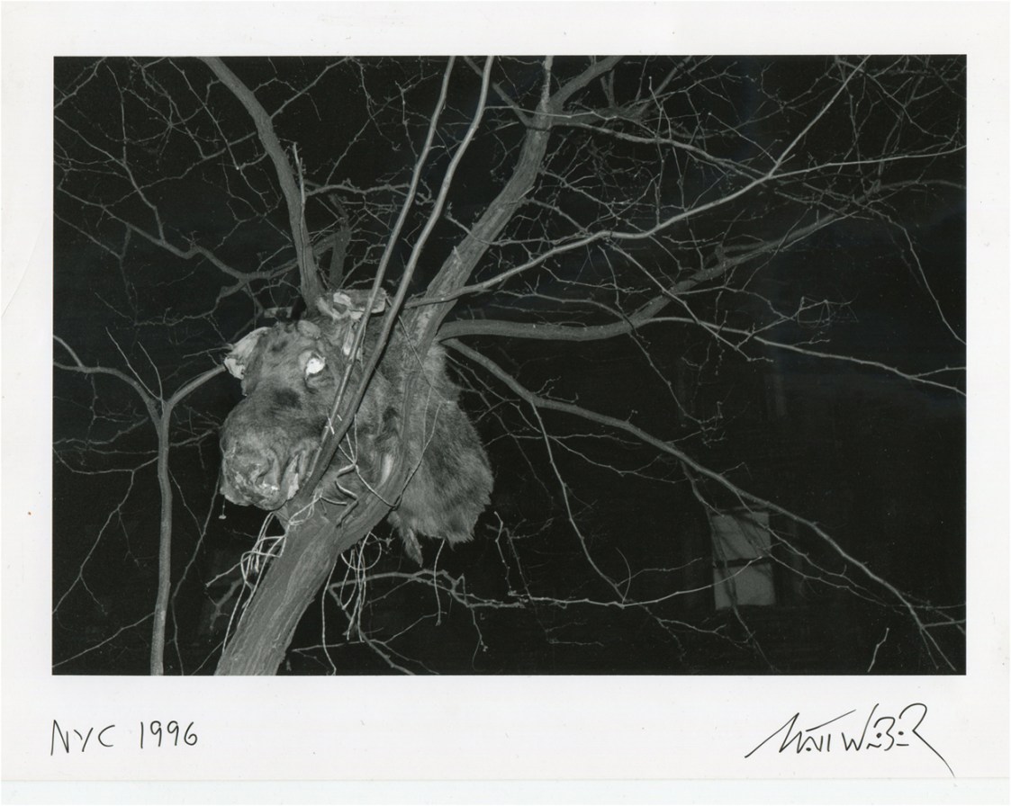 moose-head-matt-weber