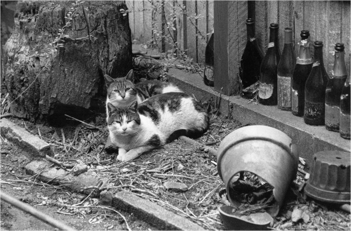 feral-cats-matt-weber