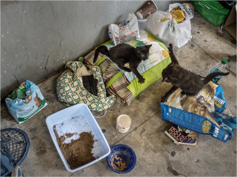 black-cats-fight-matt-weber