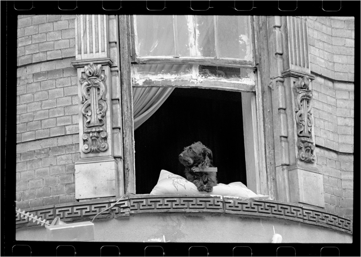 LIttle-Lord=Dog-Window-1988 copy