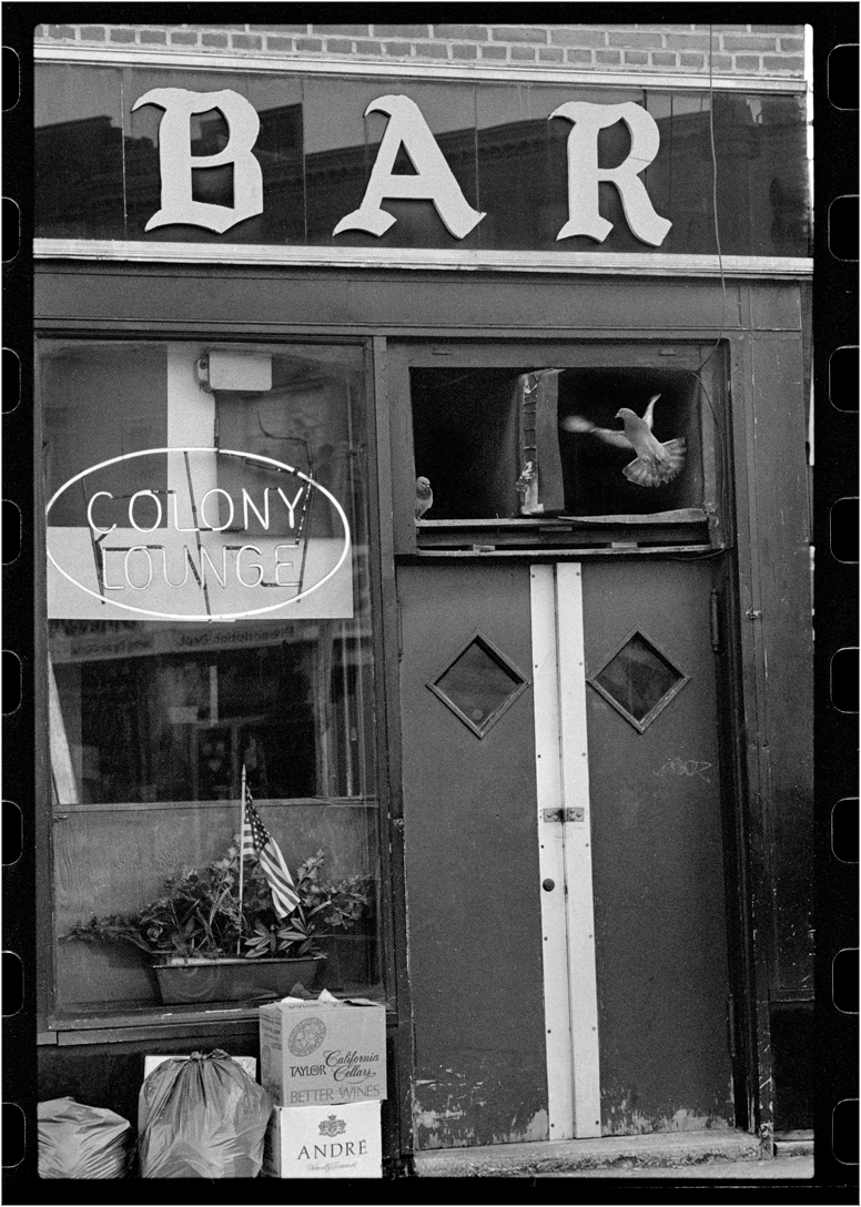 BAR-Pigeon-1987 copy