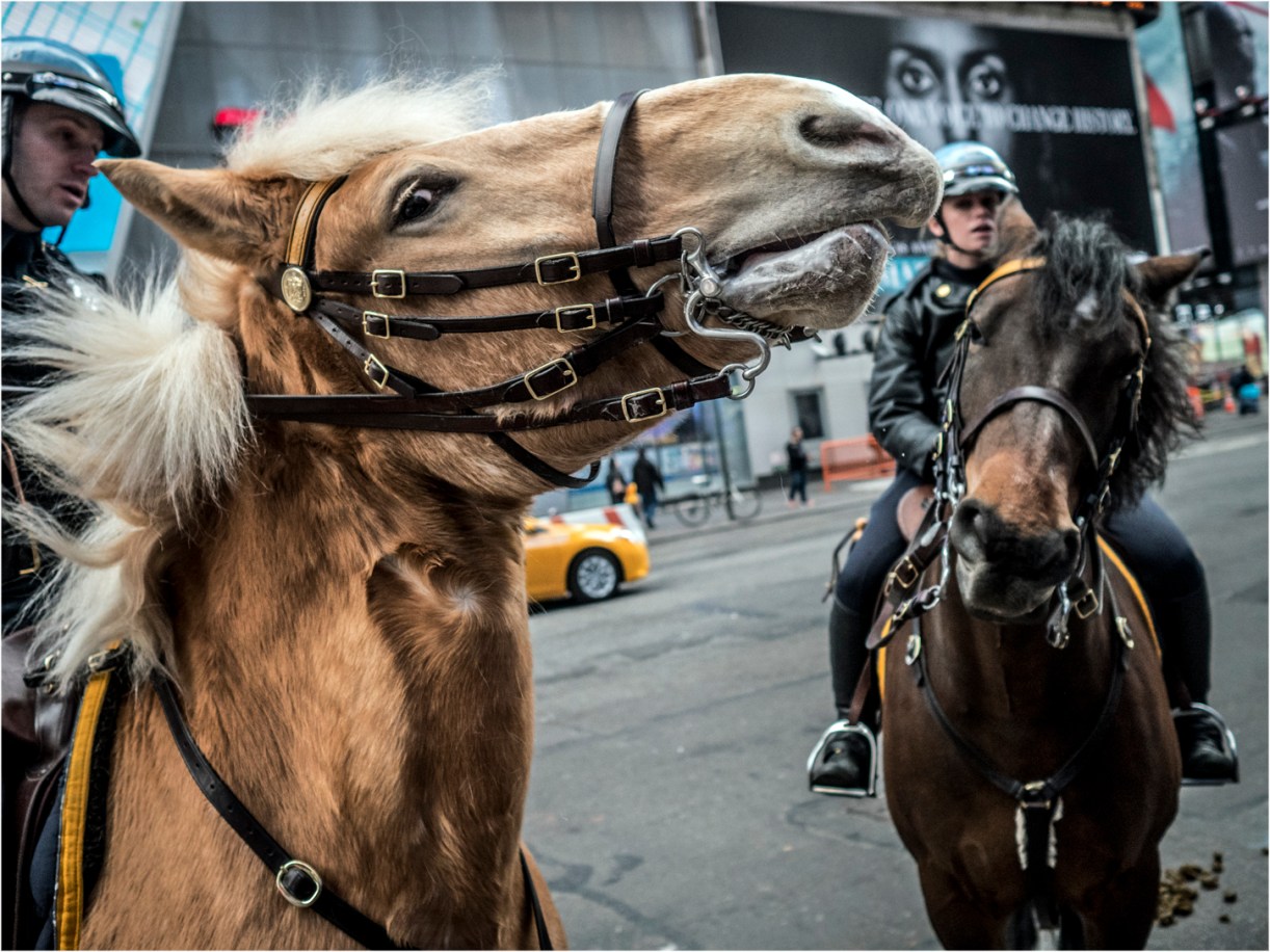 **Times-Cops-Horse-Profile copy