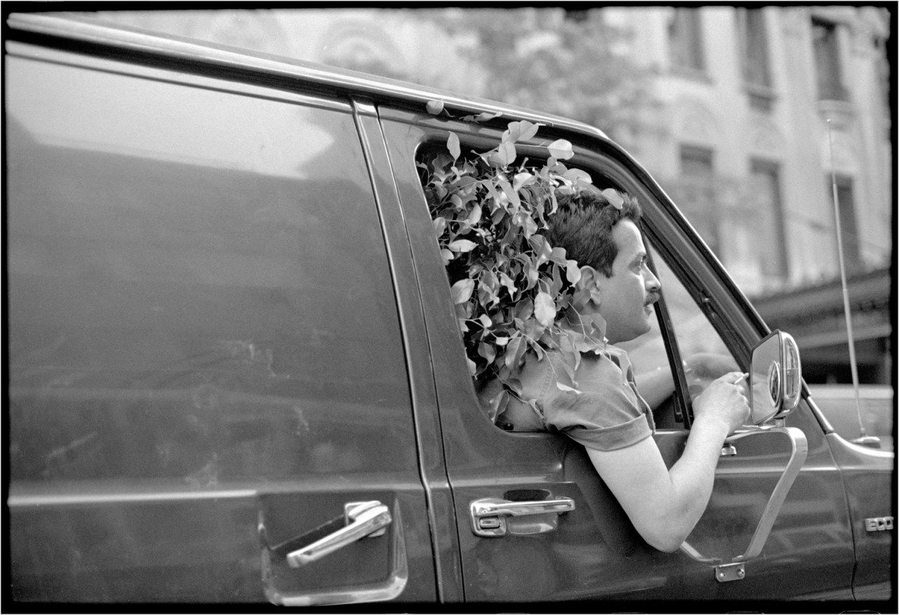 Van-Tree-Window-1988 copy