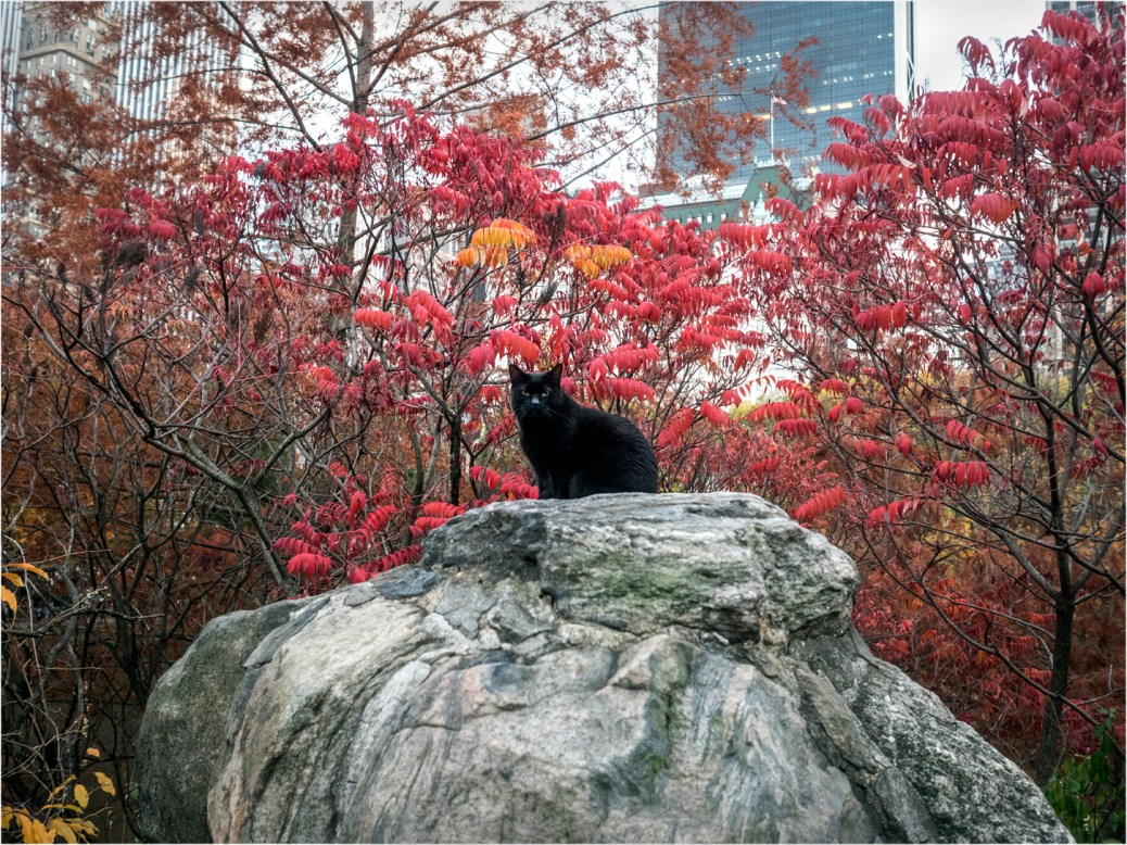 central-black-cat-copy