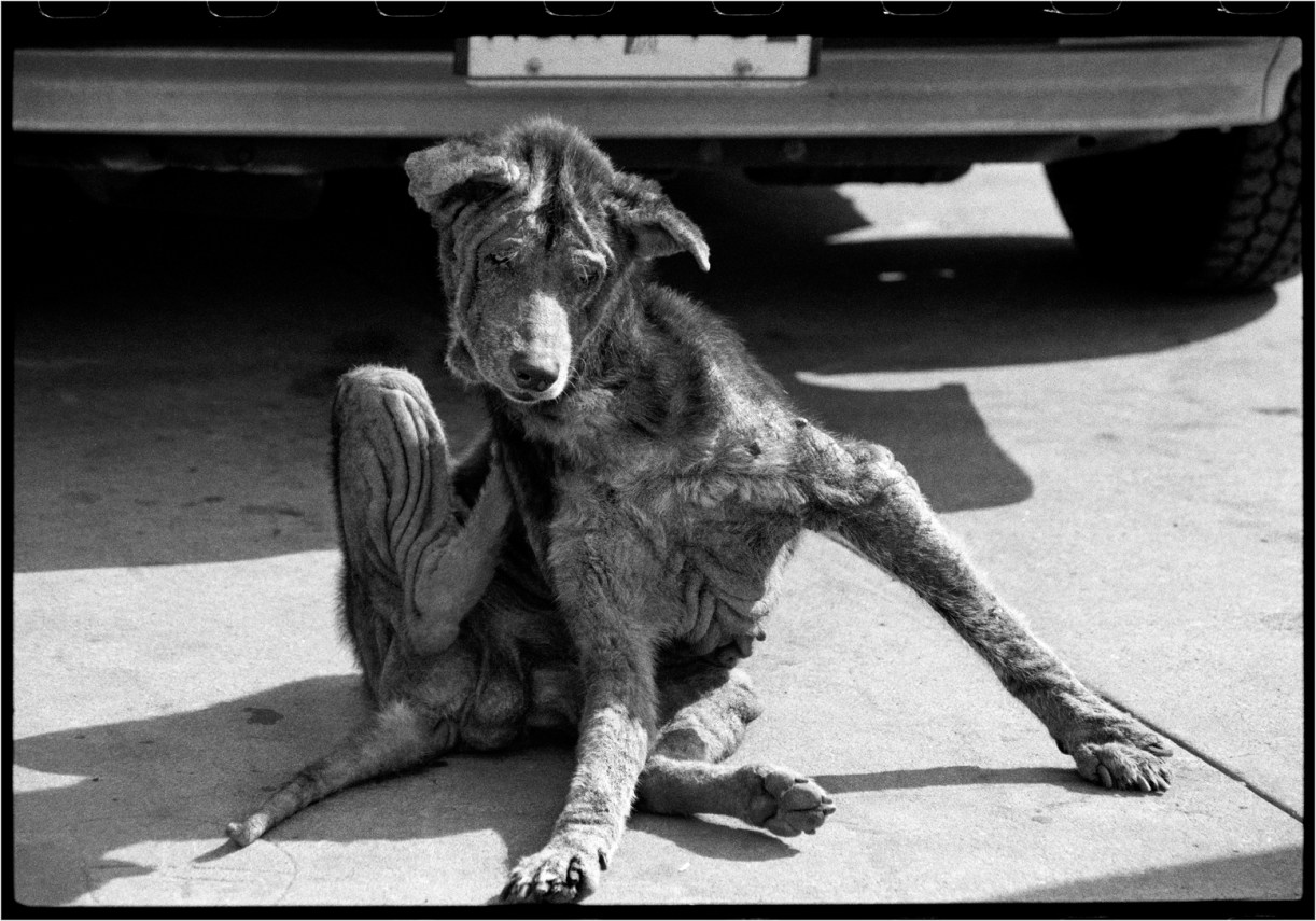 oldest-dog-scratching-1987-copy